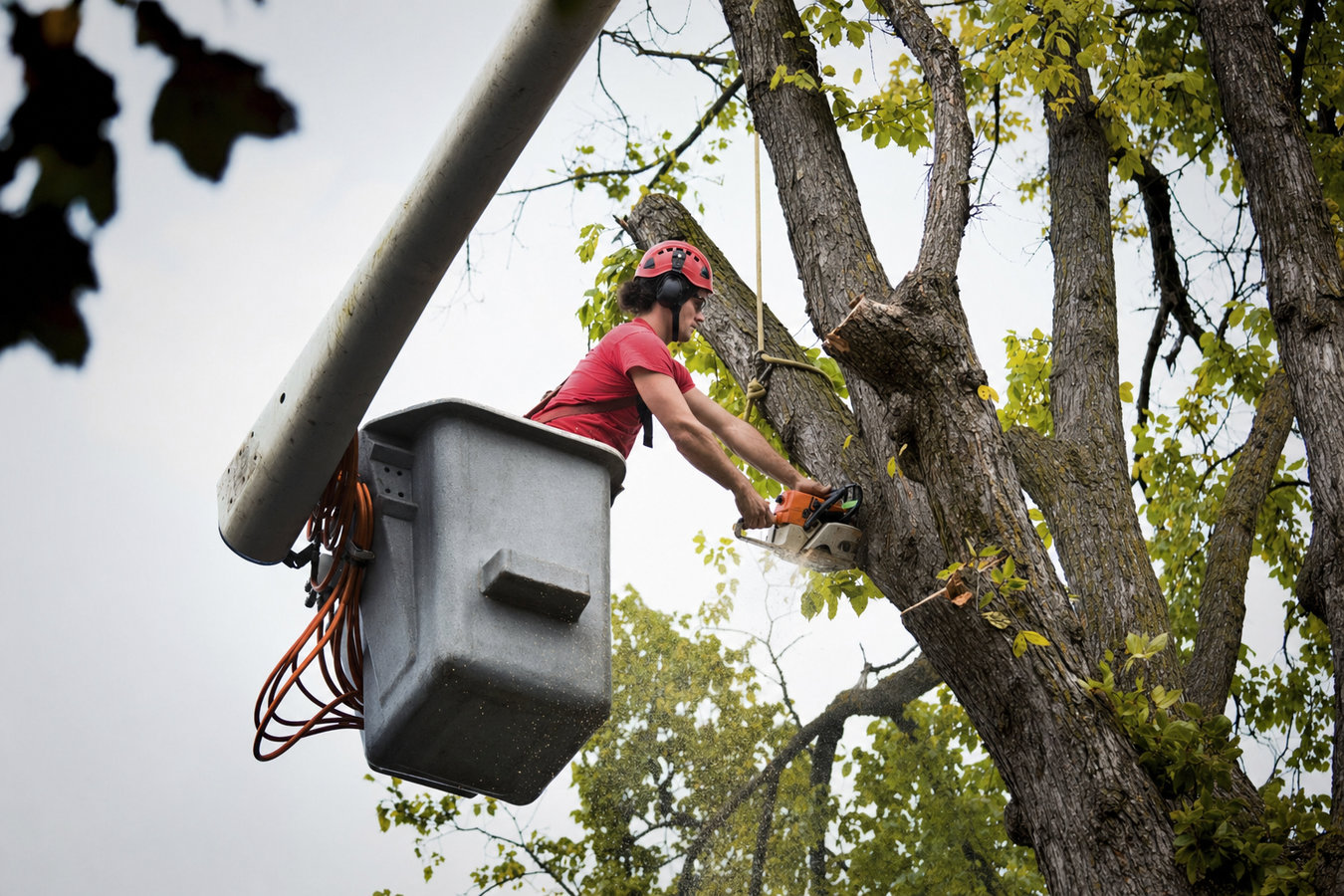 Commercial tree service in South El Monte, CA