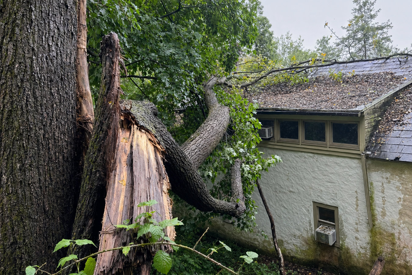 Emergency tree service in South El Monte, CA