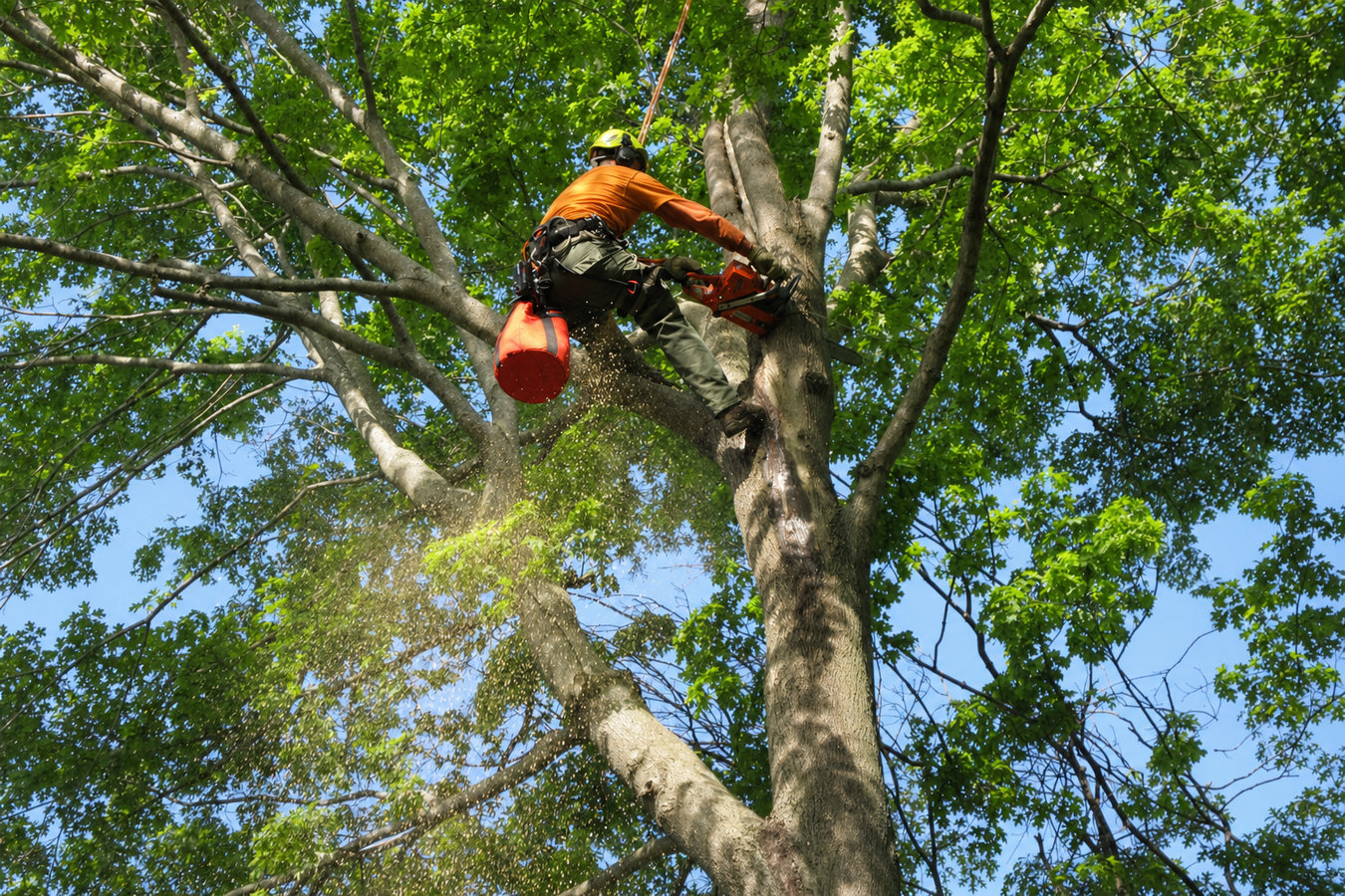 South El Monte Tree Service - Tree Service in South El Monte, CA