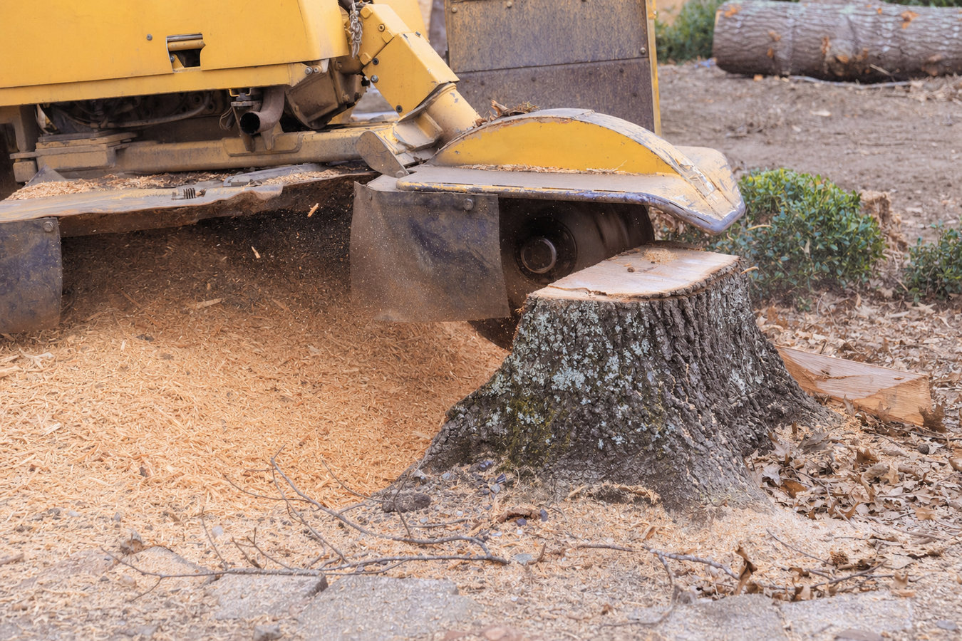 Stump removal in South El Monte, CA
