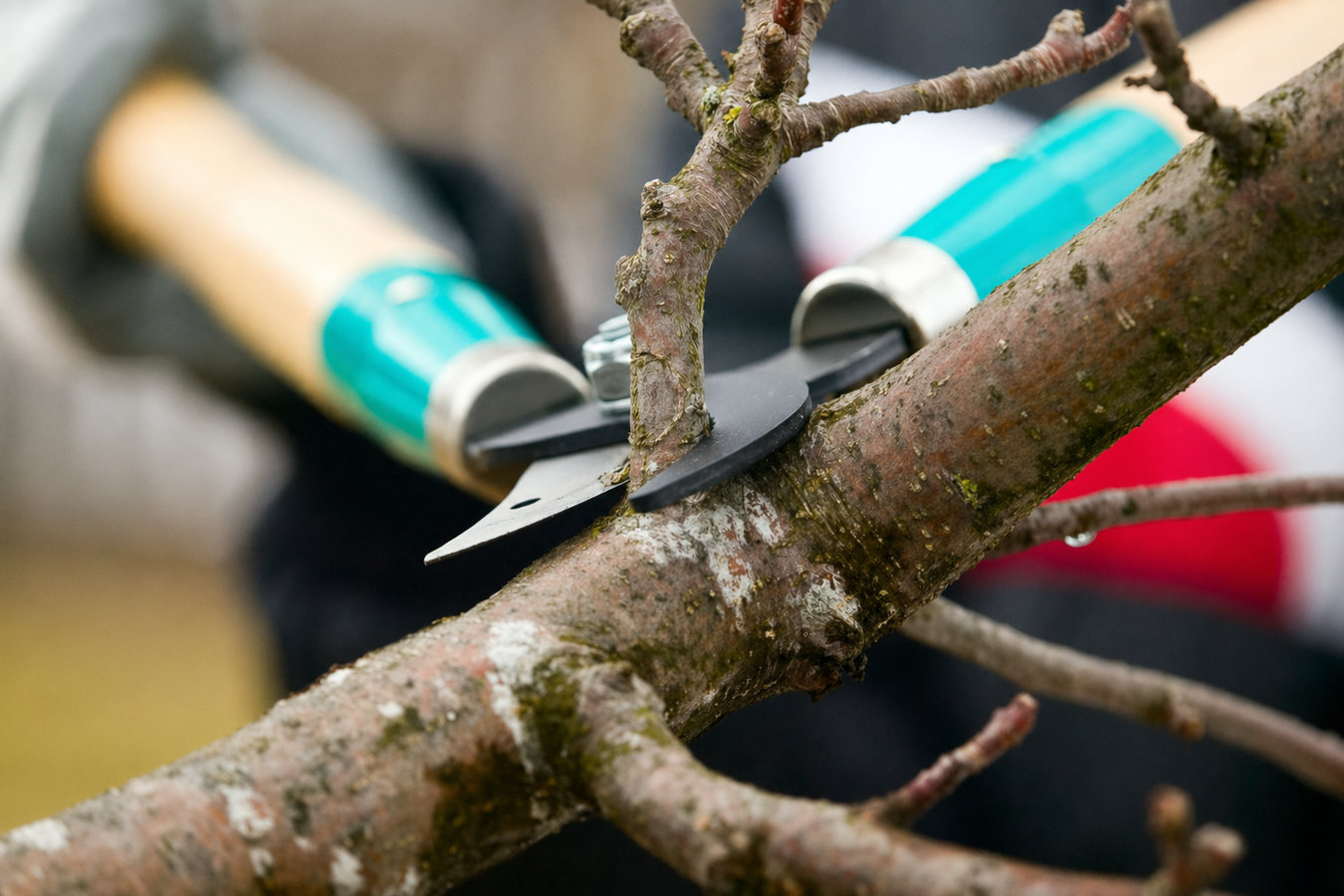 Tree pruning in South El Monte, CA